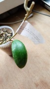 Hoya sp. Ko Tarutao Island Thailand