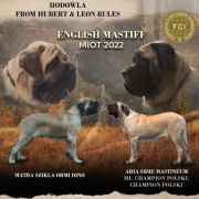 Mastif Angielski,Mastiff, Szczenięta ZKwP (FCI)
