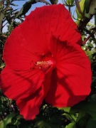 Hibiskus bagienny Czerwony - olbrzymi kwiat 