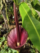 Dziwidło Riviera bulwa około 2-2,5 cm średnicy