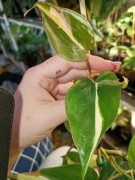 philodendron silver stripe-cięty szczyt