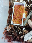 Porcellionides pruinosus „Powder Orange”–isopody które robią robotę! 10 szt