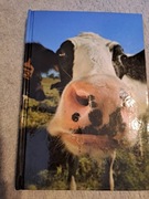 #165 Zeszyt, 95, linia, krowa