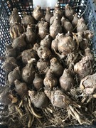 Ismena błonczatka piękność w ogrodzie 6 szt