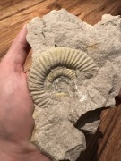 Skamieniałość Amonit Perisphinctes z Jury Krakowsko Częstochowskiej