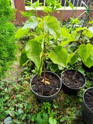 Katalpa surmia sadzonka czteroletnia