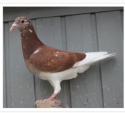 SAMIEC ABSLUTNY HIT !!!