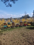 Przezimowane rodziny pszczele