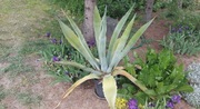 Na sprzedaz dwie duże Agawy