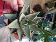 haworthia savanna haworsja sukulent
