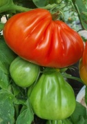 pomidor Or Pera d'Abruzzo nasiona kolekcjonerskie