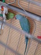 Papugi Aleksandretty obrożne