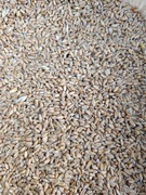 Pszenica glutenowa na mąkę przemiał lub dla zwierząt 