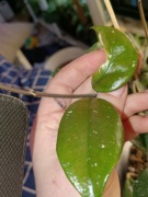 hoya-cięty 2listny węzeł