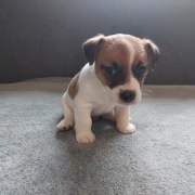 SZCZENIAKI JACK RUSSYLL TERRIER