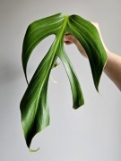 Monstera Burle Marx Flame wielka pędówka