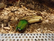 Pędraki chrząszcza Mecynorrhina Torquata Immaculicolis L3