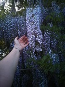 Glicynia wisteria nasiona