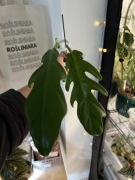 philodendron elegans | nie monstera