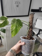 Monstera variegata MATECZNIK i PALIK 