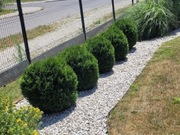 Żywotnik zachodni 'Kraków' - Tuja kula C3