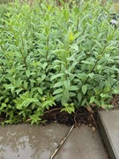 Ligustr zimozielony atrovirens 30cm+