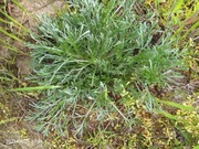 Bylica Polna 1 sadzonka