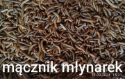 Mącznik młynarek żywy 100 , 200 , 300 , 400, 500.