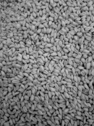 Pszenica  dla glołebi kur 