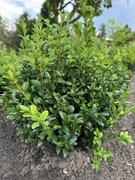 Bukszpan kule sadzonki