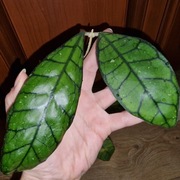 Hoja, hoya ~ CALLISTOPHYLLA SABAH BORNEO/ BIG LEAF/  ~ dojrzała, rosnąca 