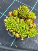 Rojniki nr 4 sadzonka p9