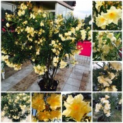 Oleander sadzonki Rózario o pachnących kwiatach 