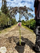 Acer palmatum 'Dissectum Garnet', Klon palmowy, na pniu 100cm