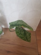 Scindapsus Silver Splash 