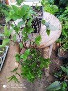 Trzykrotka zielona nr 1 dł 50 cm