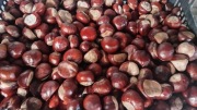 świeże kasztany 1kg