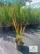 Trawa Imperator Cylindryczny Red Baron