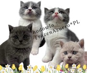 Koty brytyjskie. Do rezerwacji. Zostały dwa