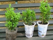 Bukszpan wieczniezielony