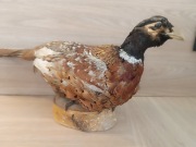 Bażant spreparowany. Trofeum 