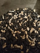 Mieszanka Paszowa Słonecznik + Pszenica 1 kg