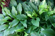 Sadzonka Hosta japonica funkia japońska 6 roślin w 1 doniczce do cienia 