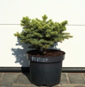 ŚWIERK KŁUJĄCY ROUNDABOUT * ŁADNA DUŻA SADZONKA