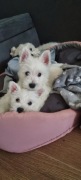 West Highland White Terrier- szczeniak 
