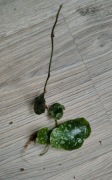 Hoya imbricata sadzonka