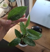 Hoya hoja rangsan
