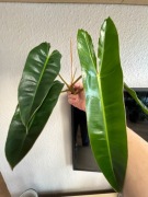 Philodendron Billietiae - sadzonka szczytowa
