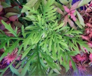 Hygrophila difformis, Water Wisteria, hod. podwodna 15 cm, również bez CO2