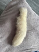 Puszysty ogon z lisa 